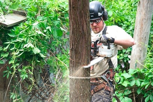 Tree being cut by a tree cutting services Montreal company | EMONDAGE GV
