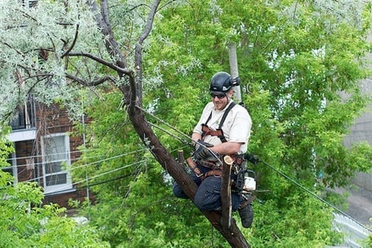 Well executed tree pruning Montreal | EMONDAGE GV