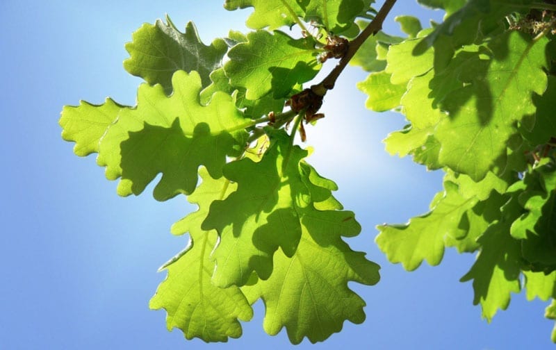Big oak leaves maintained by a tree cutting services Montreal company | EMONDAGE GV