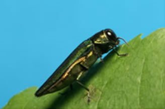 Emerald Ash Borer picture from Tree Removal West Island company | EMONDAGE GV